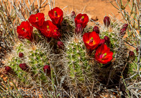 Hedgehog Cactus - Cactaceae (Cactus Family) Echinocereus coccineus coccineus