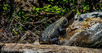 St. John's River alligator - FL