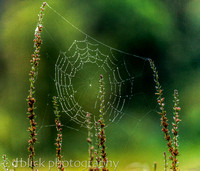 Framed spider web