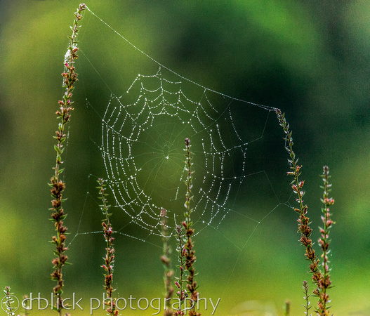 Framed spider web