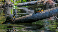 St. John's River turtles - FL
