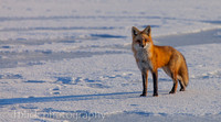 Red fox(Vulpes vulpes)-2