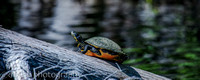St. John's River turtles - FL-3