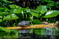 St. John's River turtles - FL-2