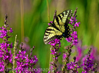 Black & Yellow butterfly