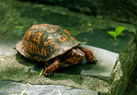 James River - Turtle
