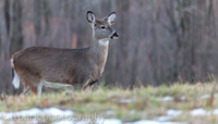 PA whitetail deer-2
