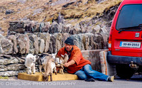 Ireland - country sheep farmer