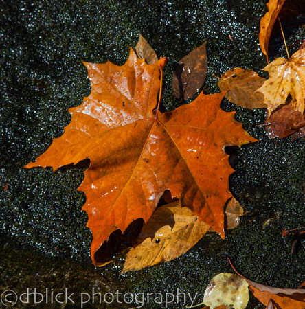 Fall color