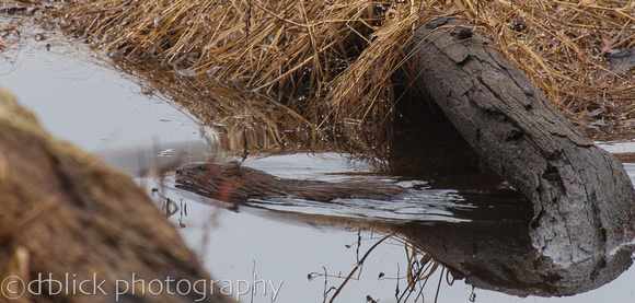 Beaver - my first