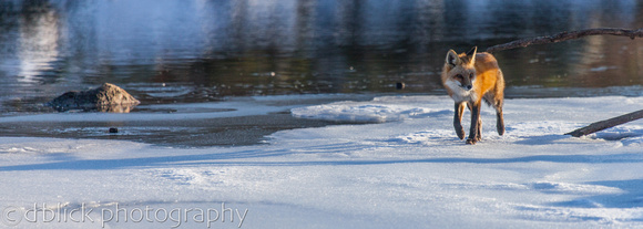 Red fox(Vulpes vulpes)