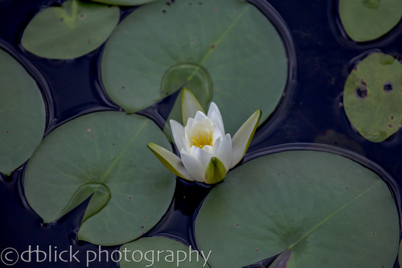 Lotus flower